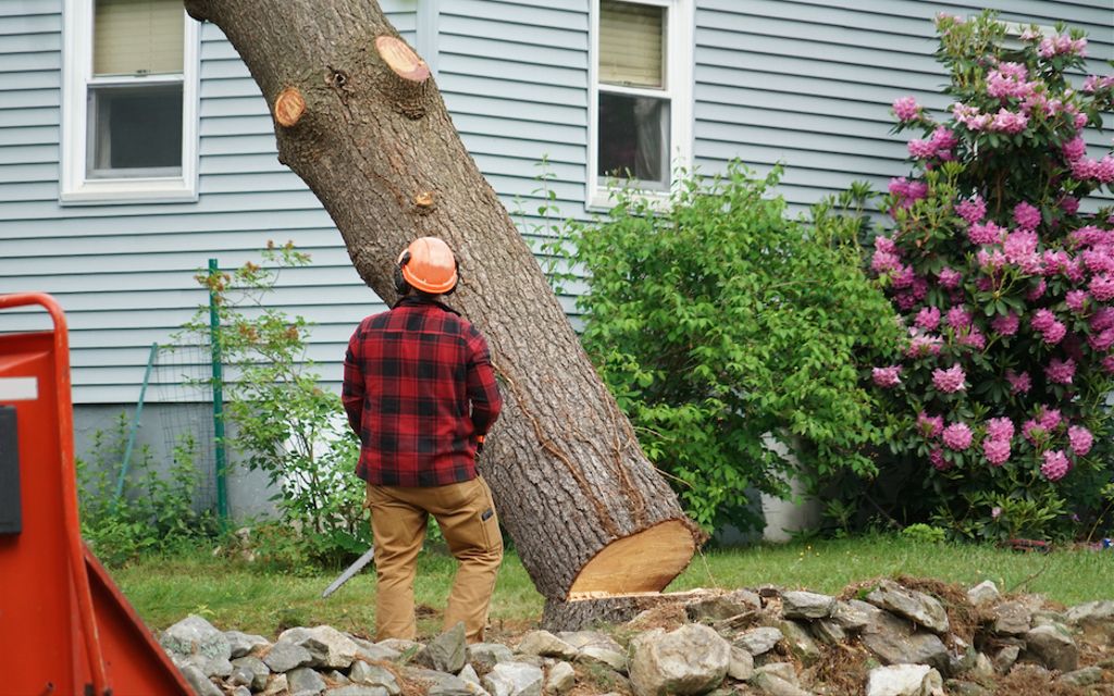 How to Negotiate Tree Removal